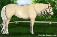 Horse Color:Palomino Sabino
