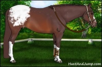 Horse Color:Chocolate Brown Appaloosa 