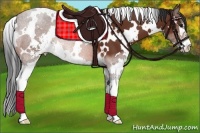 Horse Color:White Spotted Bay Sabino