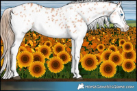 Horse Color:Bay Splash Appaloosa 