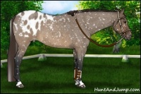 Horse Color:Brown Roan Dun Appaloosa