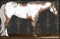 Horse Color:Silver Bay Roan Frame Appaloosa 