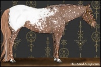 Horse Color:Red Roan Near Fewspot 