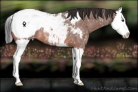 Horse Color:Bay Roan Splash Appaloosa