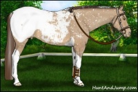 Horse Color:Sable Champagne Tobiano Near Fewspot 