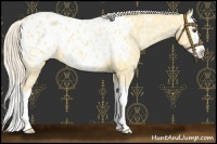 Horse Color:Palomino Dun Splash Near Leopard 
