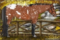 Horse Color:White Spotted Bay Snowflake Varnish 
