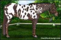 Horse Color:Liver Chestnut Appaloosa 
