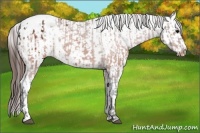 Horse Color:Brown Appaloosa and Brown Appaloosa