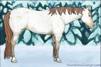 Horse Color:Amber Champagne Dun Appaloosa 