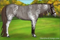 Horse Color:White Spotted Liver Red Roan 