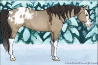 Horse Color:Brown Dun Splash Appaloosa 
