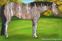 Horse Color:Bay Ice 