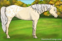Horse Color:Silver Amber Cream Champagne Dun Appaloosa