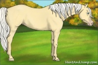 Horse Color:Silver Amber Cream Champagne Dun 