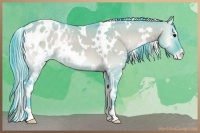 Horse Color:Watercolor White Spotted Buckskin Onyx Appaloosa