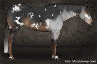 Horse Color:White Spotted Liver Chestnut 