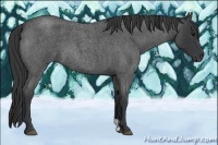 Horse Color:Blue Roan 
