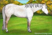 Horse Color:Gray Brown Dun Sabino Appaloosa 
