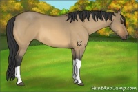 Horse Color:Buckskin Roan Dun Tobiano