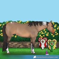 Horse Color:Bay Dun Tobiano
