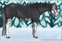 Horse Color:Black and Black Splash