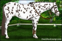 Horse Color:Liver Chestnut Frame Appaloosa 
