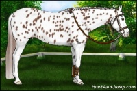 Horse Color:Chestnut Splash Leopard 
