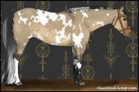 Horse Color:White Spotted Brown Dun