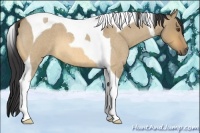 Horse Color:Buckskin Roan Dun Tobiano
