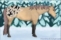 Horse Color:Painted Buckskin Appaloosa