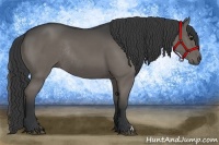 Horse Color:Black Rabicano