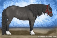 Horse Color:Black Rabicano
