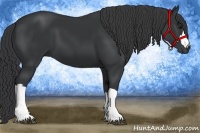 Horse Color:Black 
