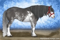 Horse Color:Black Sabino 