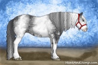 Horse Color:White Spotted Black Rabicano 