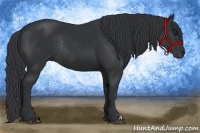Horse Color:Black Rabicano 