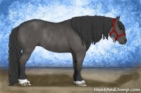 Horse Color:Black Rabicano 