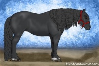 Horse Color:Black 