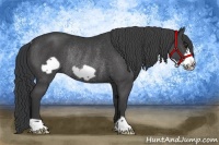 Horse Color:Black Frame Rabicano