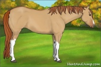 Horse Color:Red Dun