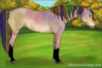 Horse Color:Painted Buckskin