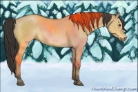 Horse Color:Buckskin Dun 