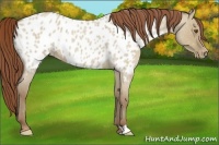 Horse Color:Classic Champagne Roan Dun Appaloosa