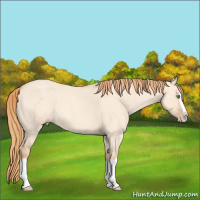 Horse Color:Gold Champagne Roan Dun Splash