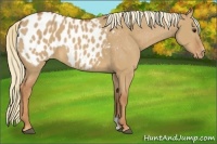 Horse Color:Red Dun Appaloosa