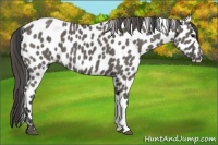Horse Color:Grullo Appaloosa 