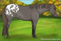 Horse Color:Smoky Grullo Appaloosa 