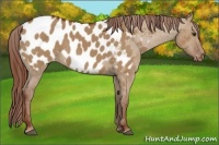 Horse Color:Red Dun Appaloosa 
