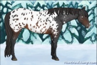 Horse Color:Brown Near Leopard